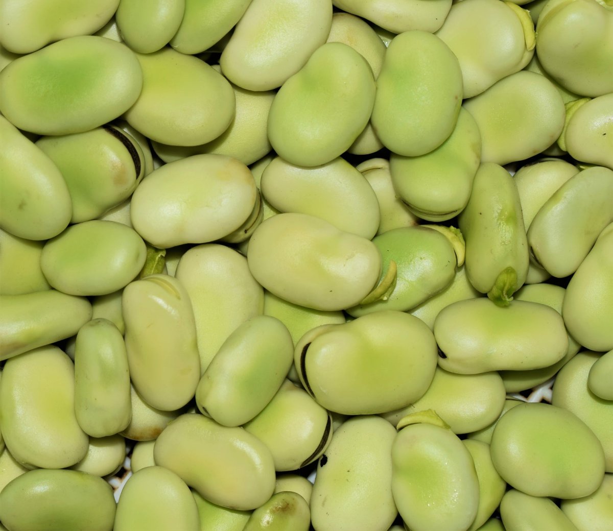 Silva Broad Beans Frz 1.5Kg