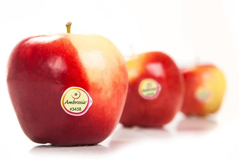Ambrosia Apple /kg
