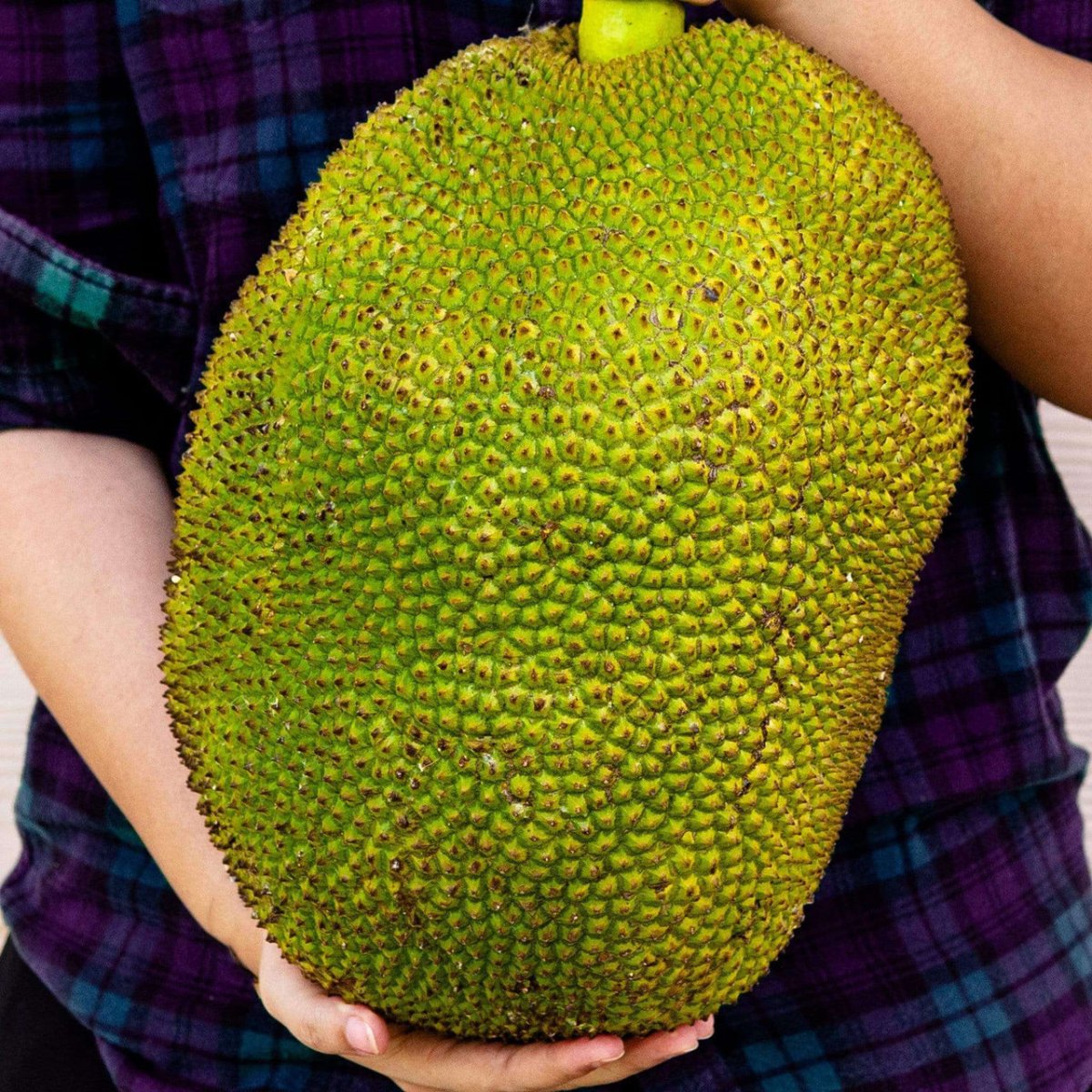 Whole Jackfruit