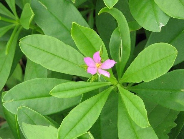 WaterLeaves (Waterleaf) - Fresh
