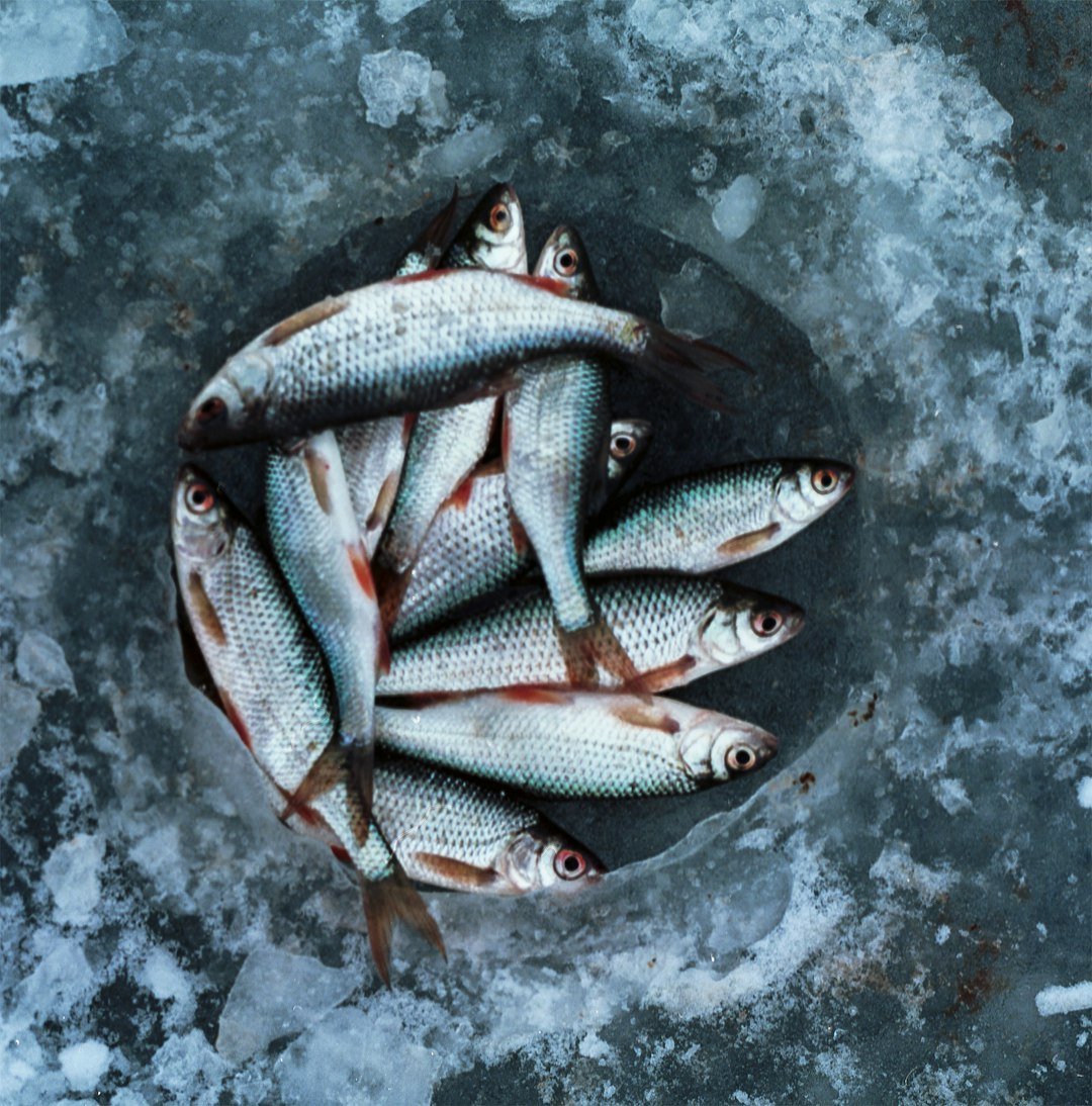 Sardine Fresh