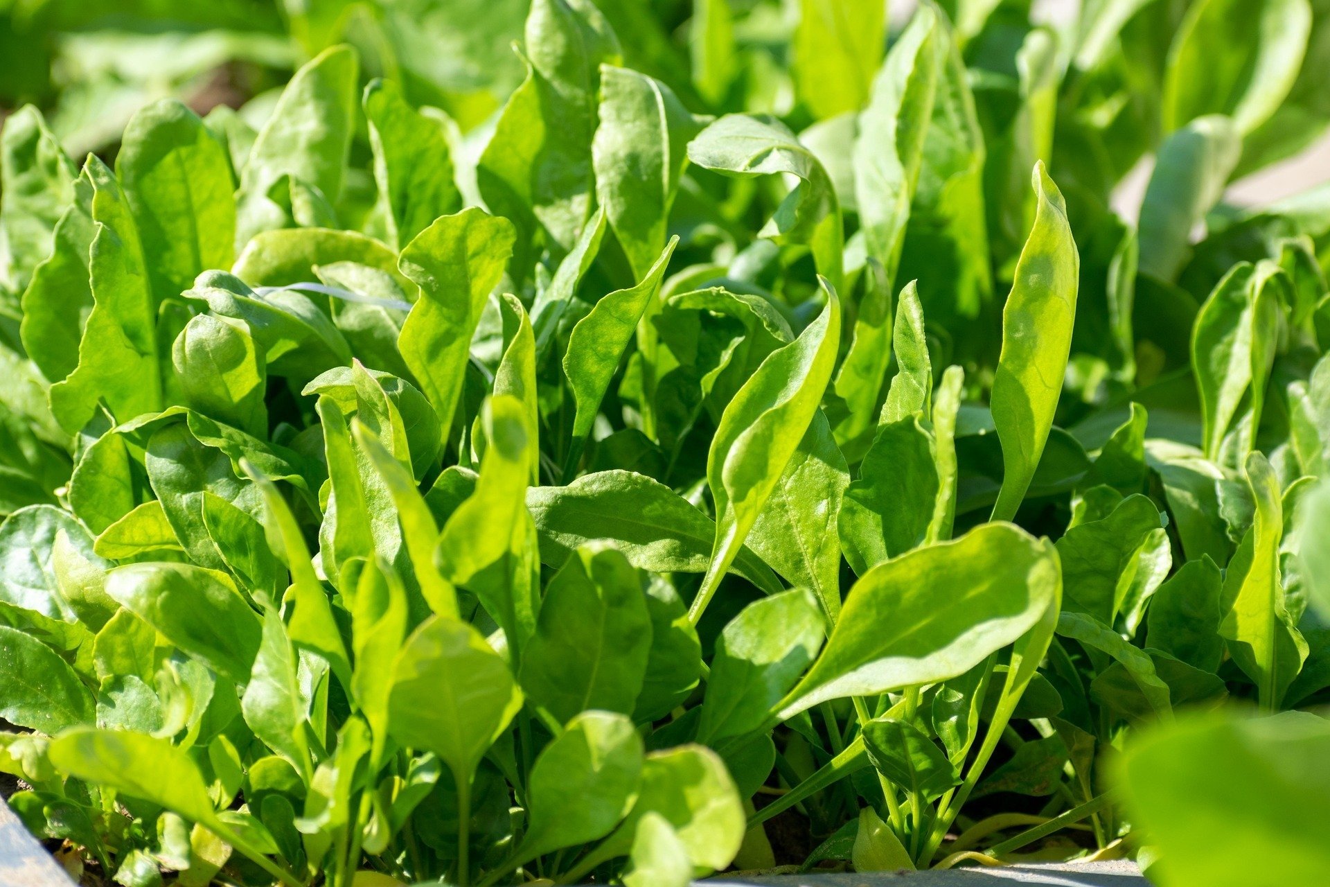 Fresh Spinach - 5lbs