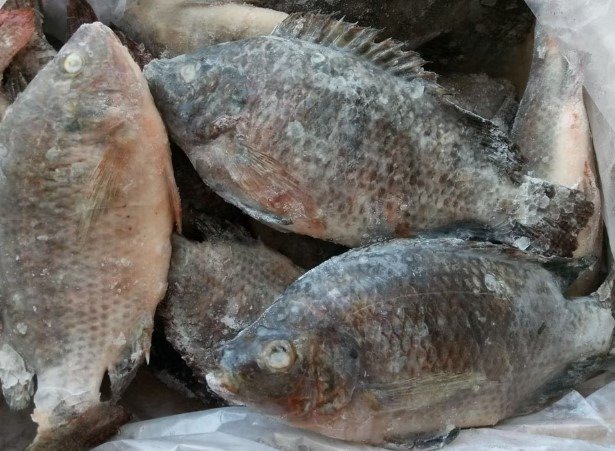 Tilapia - 10lbs