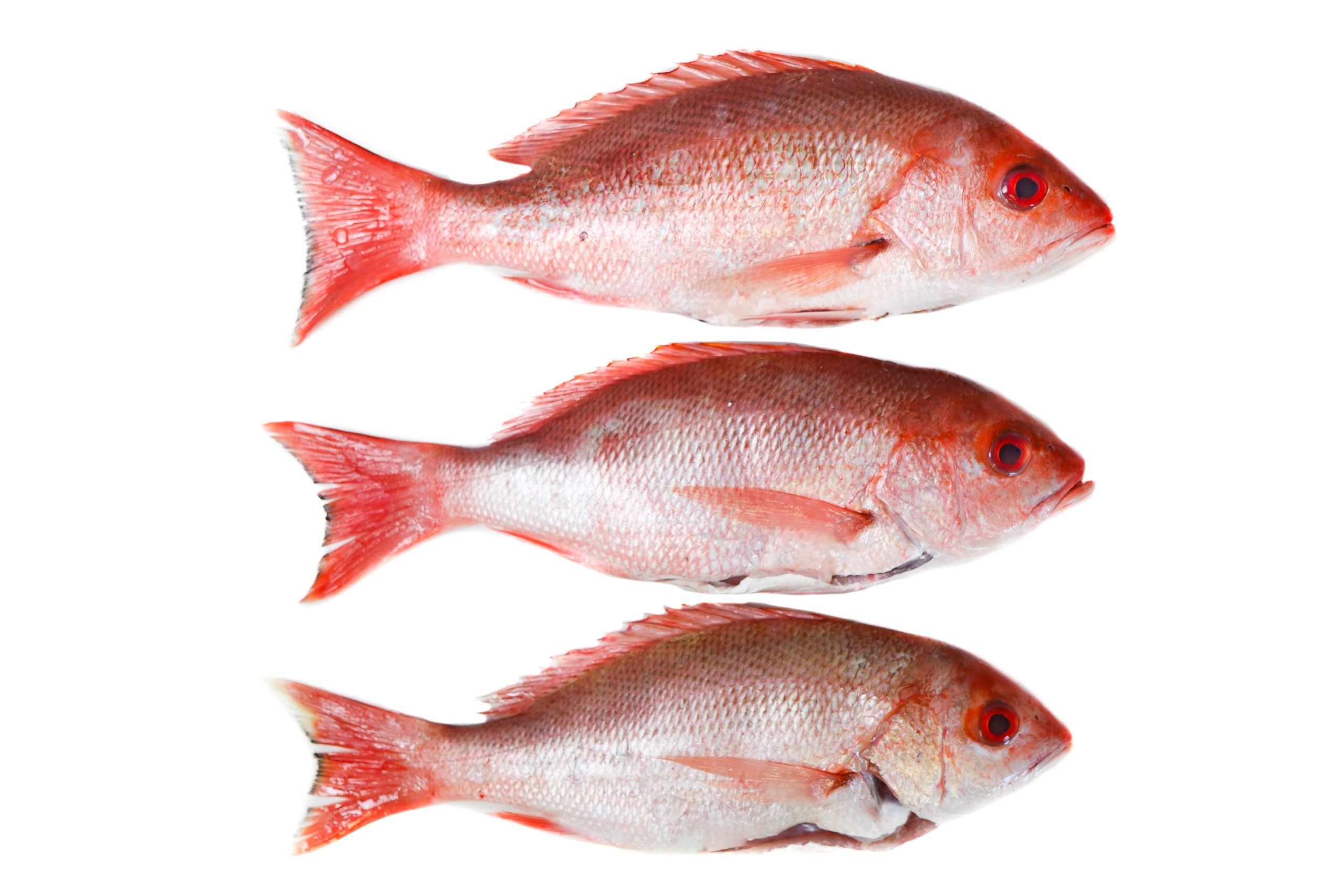 Red Snapper (Lady Fish) - 2lbs