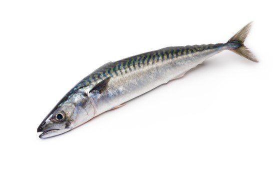 Mackerel Fish - 2Lbs, Whole