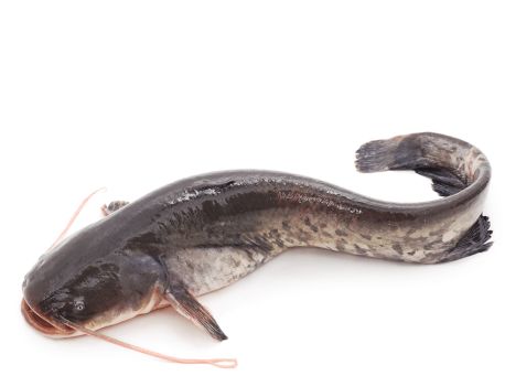 Cat Fish Each