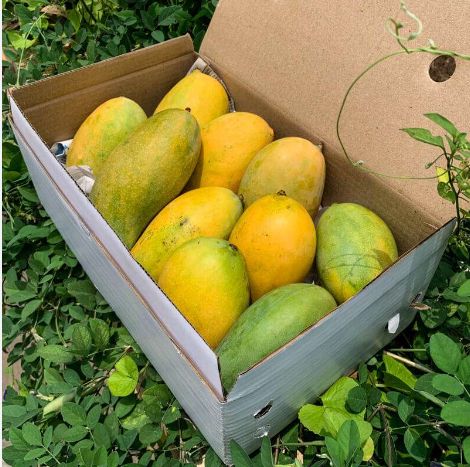 Mango Chaunsa Big Box