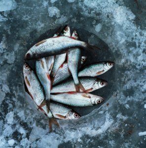 Sardine Fresh