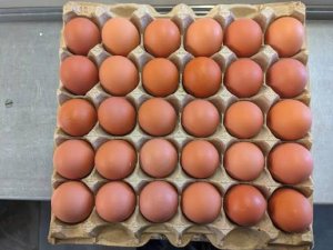 Brown Eggs - 150 pk box