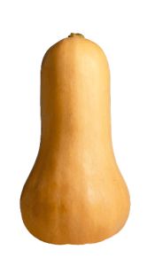 Butternut Squash